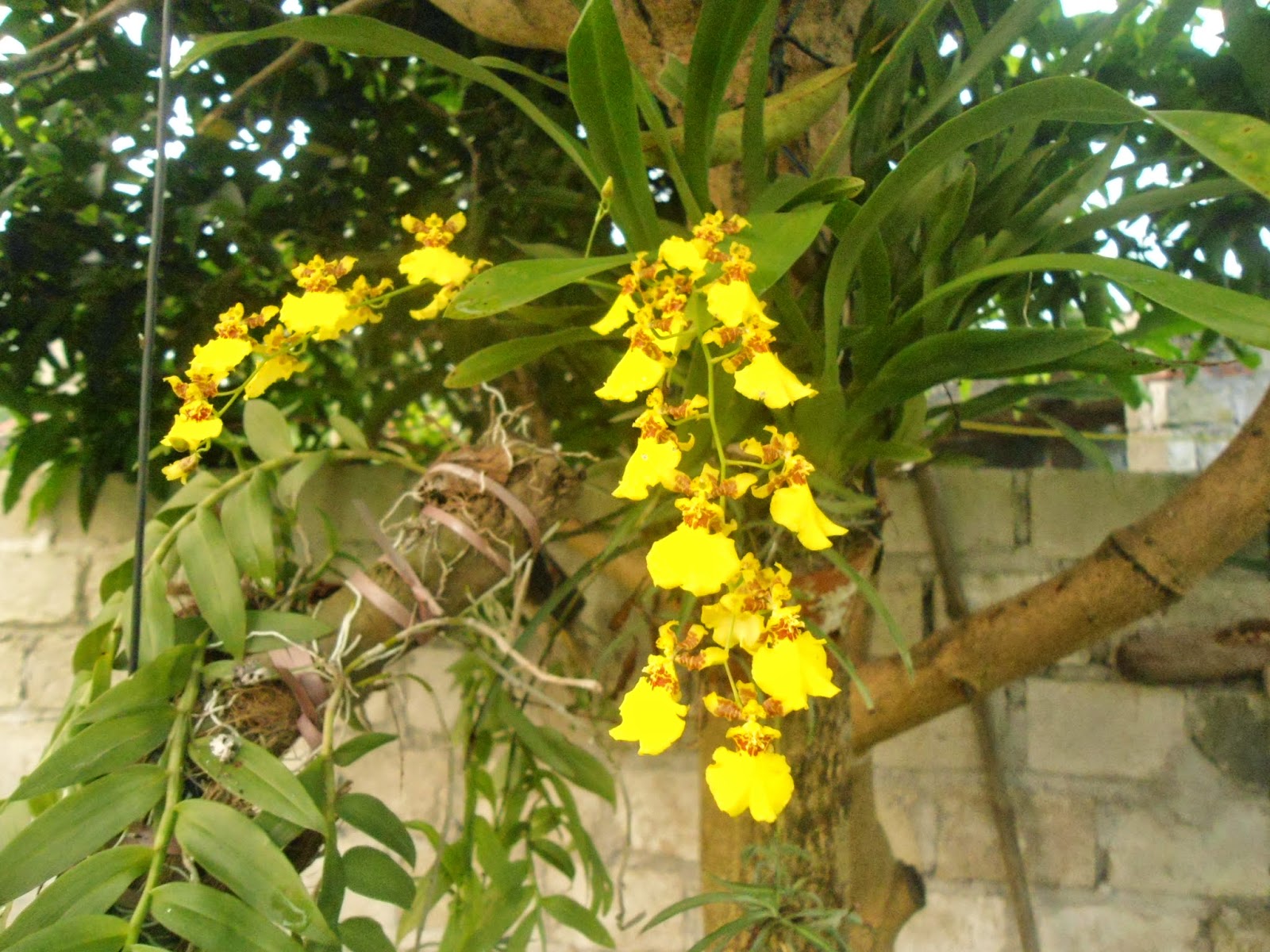 những bài thơ hay nhất về lan vũ nữ